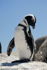 Brillenpinguin (51 von 148).jpg